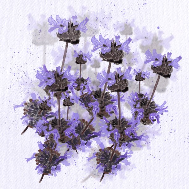 香鼠尾草花图片下载