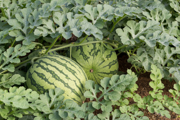 西班牙春季西瓜的收成图片下载