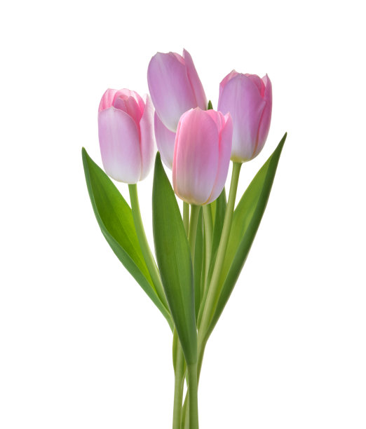 一束粉红色的郁金香花孤立在白色的背景修剪路径图片下载