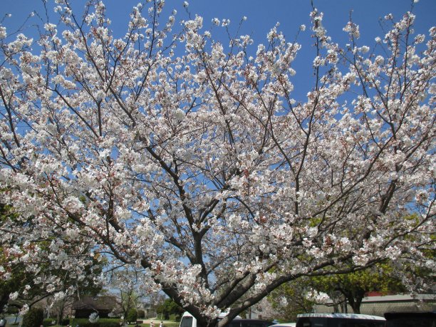 在日本，美丽的樱花象征着春天图片下载