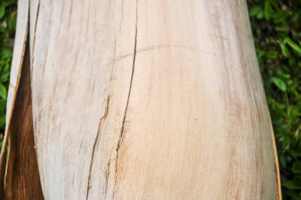 棕榈叶图片下载