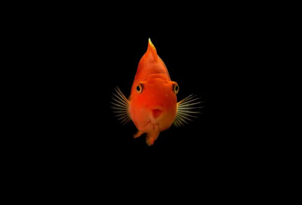 亮橙色的鱼在黑色上图片下载