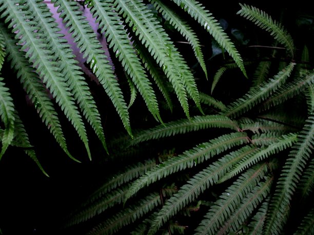 黑暗中美丽的长绿叶图片下载