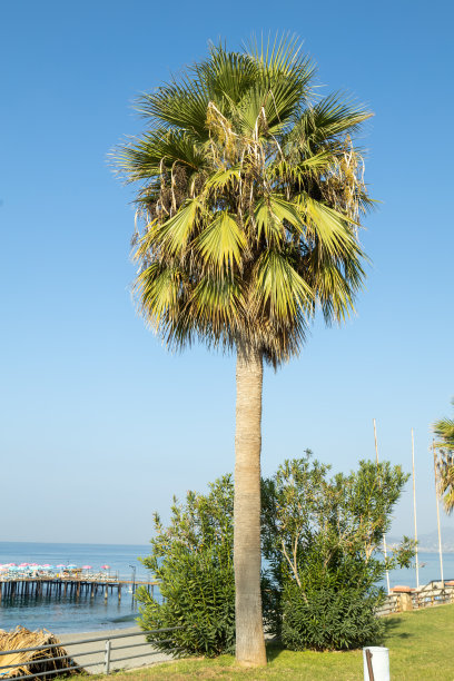 枣树在天空的背景图片下载