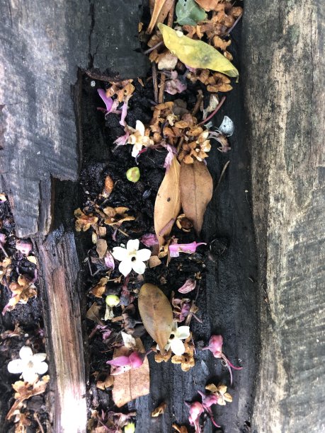 花绿色自然植物图片下载