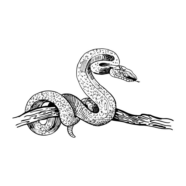 树枝上的蛇手绘蛇素描图片下载