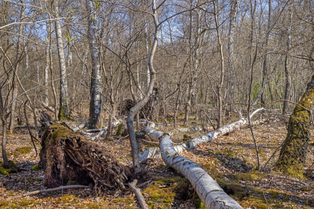 沼泽地区倒下的树图片下载