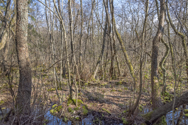 沼泽地区倒下的树图片下载