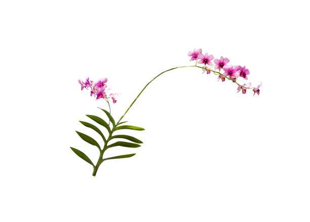 粉红色的石斛兰花枝或石斛杂交开花，长绿色茎和叶孤立在白色背景的修剪路径上图片下载