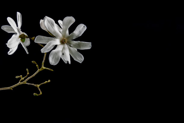 近距离的白花Kobushi木兰孤立在黑色背景与复制空间，也称为玉兰花kobus图片下载