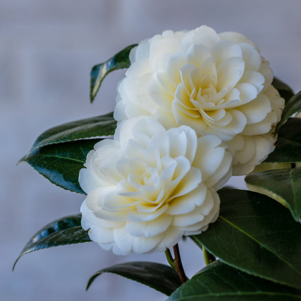 盆中生长的山茶花图片下载