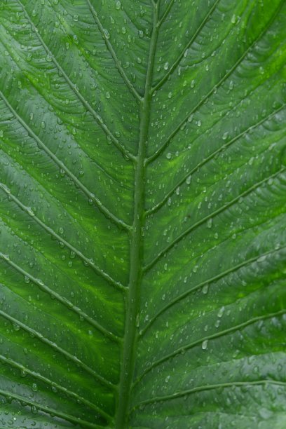 背景的叶子图片下载