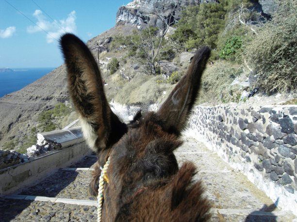 希腊圣托里尼Cyclades驴穆里上升到城市Via Thira图片下载