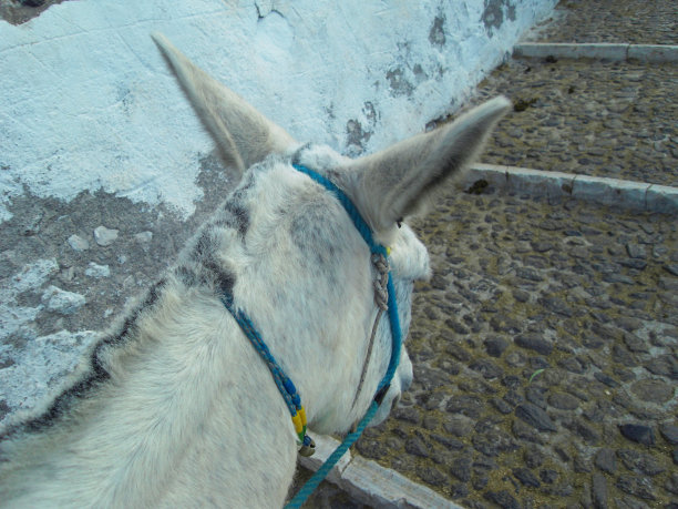 希腊圣托里尼Cyclades驴穆里上升到城市Via Thira图片下载