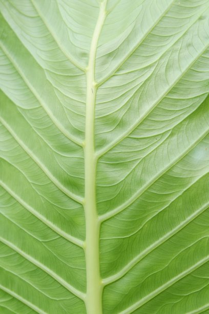 背景的叶子图片下载