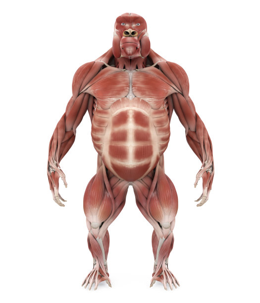 大猩猩肌肉解剖说明图片下载