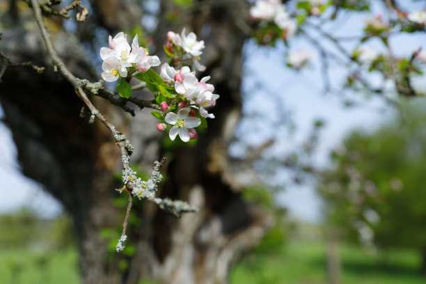 春天在Ahrweiler图片下载