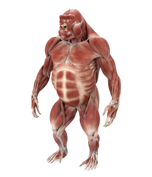 大猩猩肌肉解剖说明图片下载