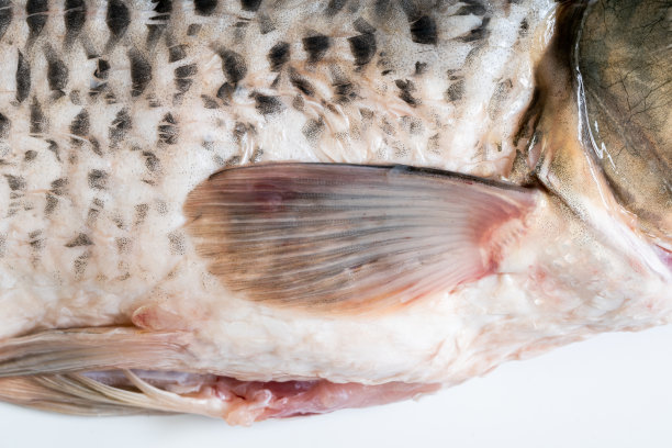 鲤鱼鳍特写孤立在白色的背景图片下载