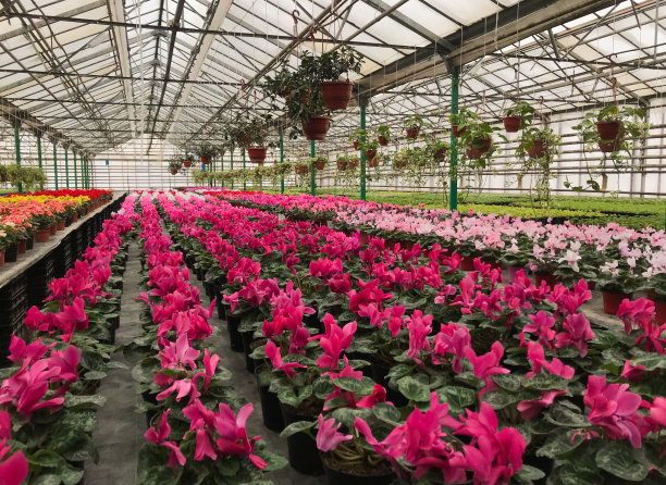 温室里的花盆里放着大量的亮粉色仙客来。背景是淡粉色的仙客来。室内鲜花季节性销售图片下载