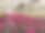 温室里的花盆里放着大量的亮粉色仙客来。背景是淡粉色的仙客来。室内鲜花季节性销售图片下载