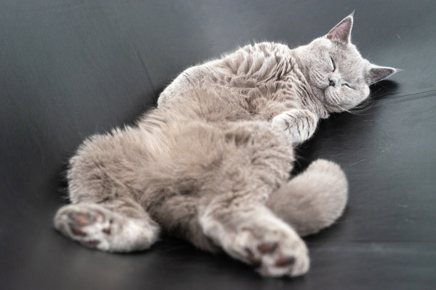 在黑色躺椅上睡觉的英国短毛猫。图片下载