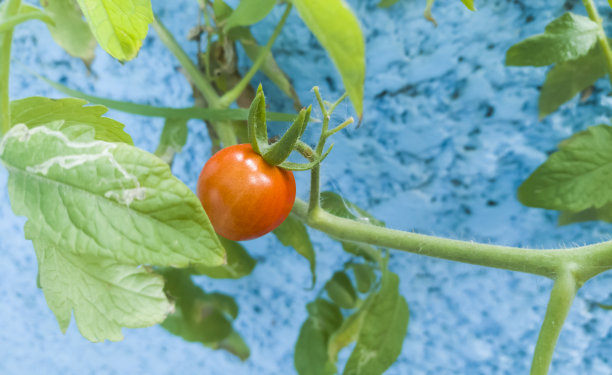 可爱的番茄树与蓝色的背景图片下载
