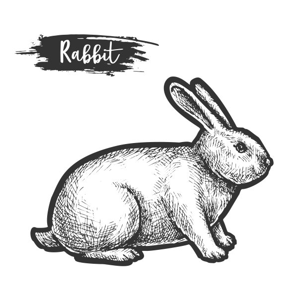 手绘兔子或兔子素描，兔子图片下载