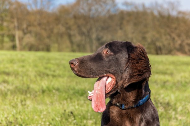 春天里休息的狗。棕色平毛寻回犬幼犬。狗的眼睛。五个月大的小狗。图片下载