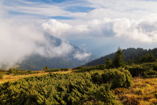 惊人的雾蒙蒙的秋日。有高山的景观。松树林。清晨的薄雾。旅游的地方。自然景观。文本的空闲空间。图片下载