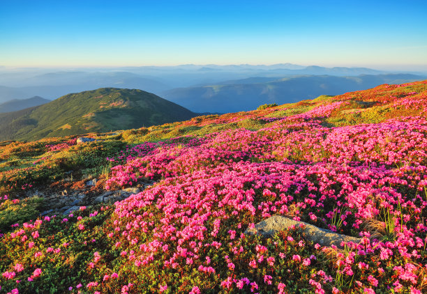 草坪上开满了粉红色的杜鹃花。美丽的山景照片。自然再生的概念。夏天的风景。蓝天和白云。位置:欧洲，乌克兰，喀尔巴阡。图片下载