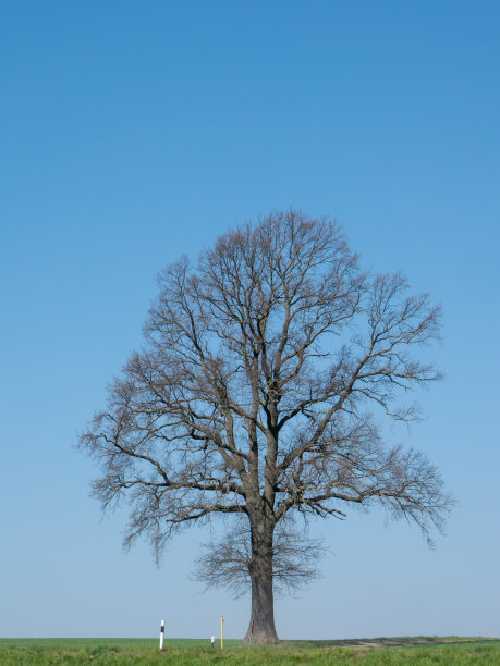 冬天，一棵孤独的橡树屹立在蓝色的背景上图片下载