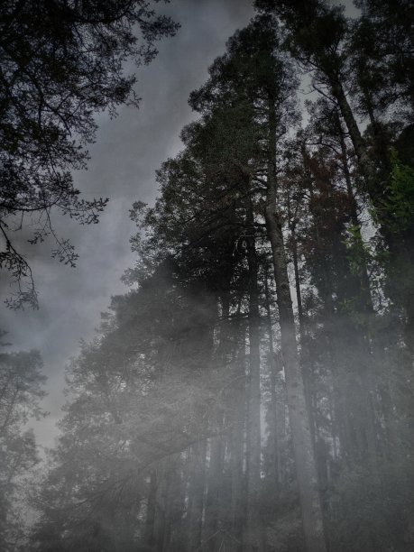 雪松林中有雾图片下载