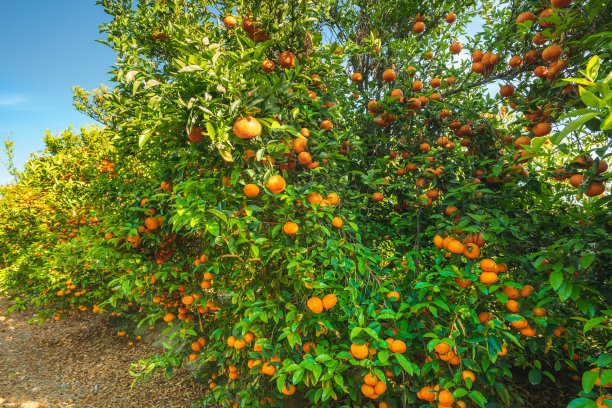 在加利福尼亚的橘子果园里，成熟的有机橘子挂在树上。许多树木结果成熟，收获季节。图片下载