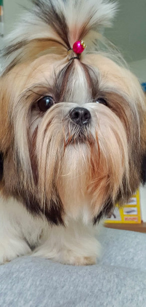 西施犬是一种可爱的品种图片下载