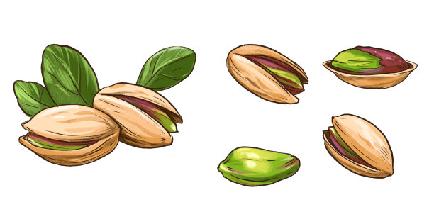 开心果。手绘插图孤立在白色背景图片下载