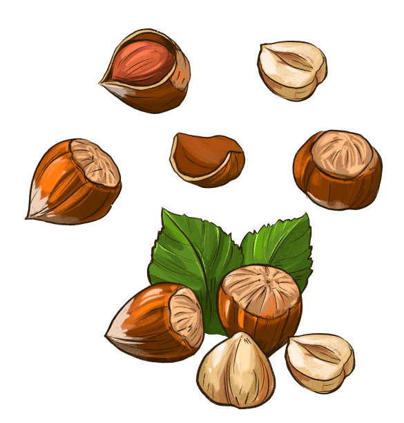 榛子。手绘插图孤立在白色背景图片下载