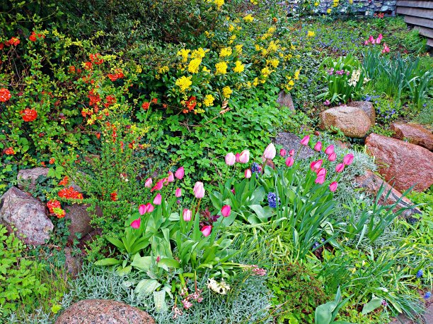 石头花园里有郁金香、水仙花和风信子……图片下载