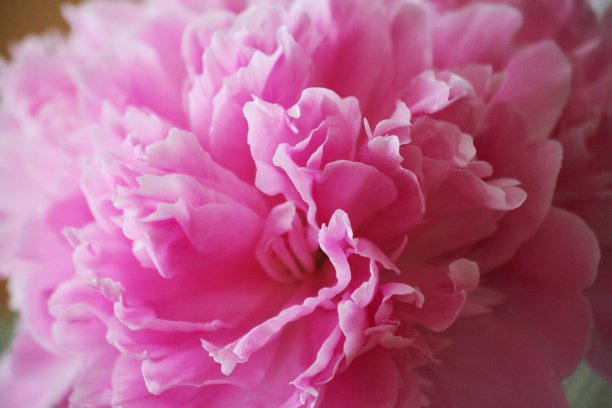 牡丹关闭图片下载