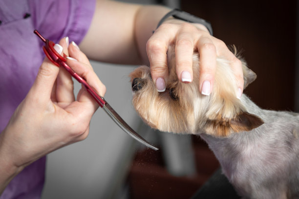 约克郡犬剪毛。在头上修剪羊毛图片下载