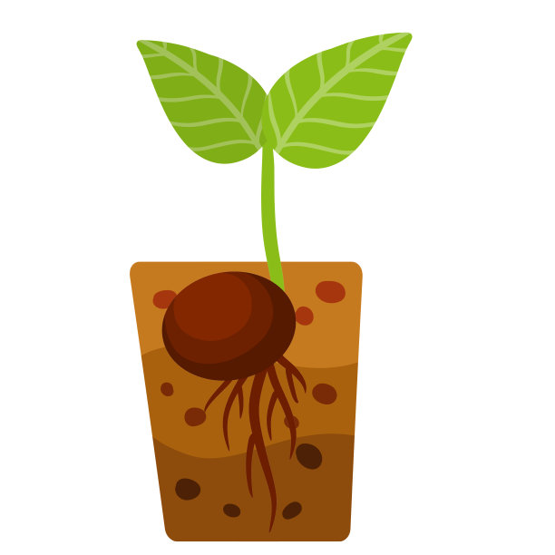 植物的发芽。绿色的小树叶。发芽的种子。农业和园艺。在地里种植作物。褐色的土层和土壤。图片下载