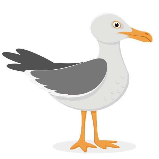 海鸥站在白色的背景上。图片下载