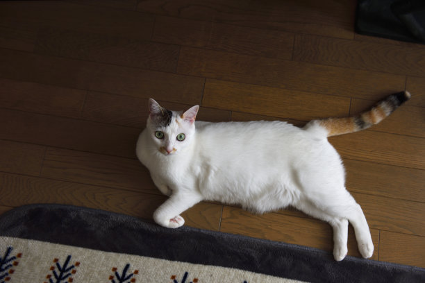 小白猫在木地板上休息图片下载