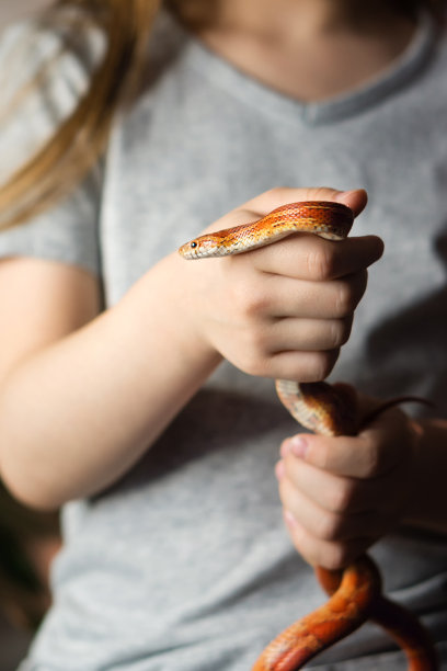 奇异宠物玉米蛇图片下载