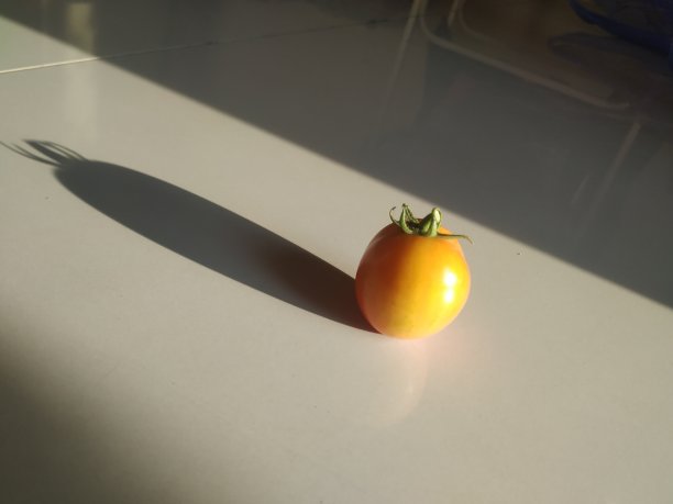 地上有新鲜的橙色西红柿图片下载