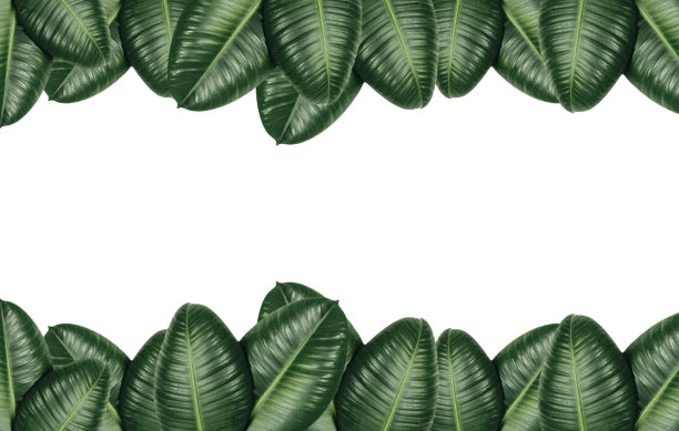 框架与绿色的无花果树叶图片下载