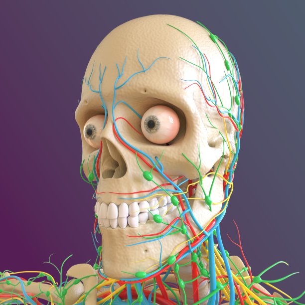 人体骨骼解剖股骨骨3D渲染图片下载