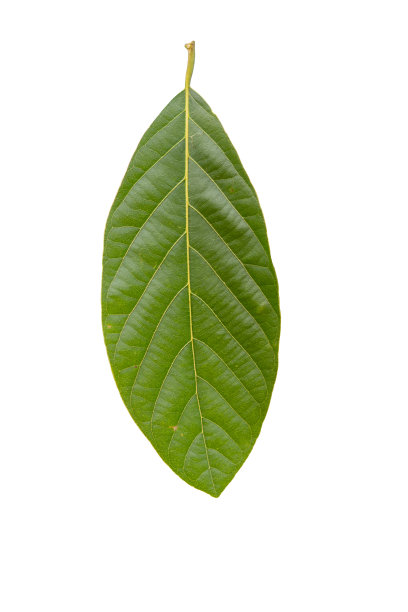 绿叶孤立设置在白色背景，修剪路径。图片下载