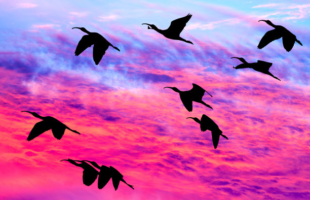 日落鸟类轮廓图片下载