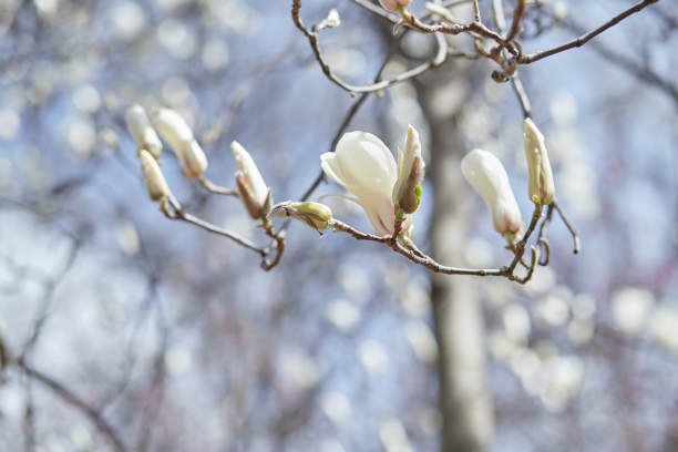 精致的木兰树花近。春天的时间。季节背景与拷贝空间。五月植物园图片下载